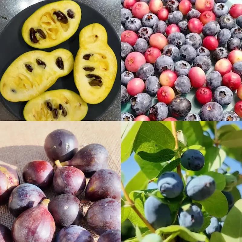 collection-jardin-foret-10-fruitiers