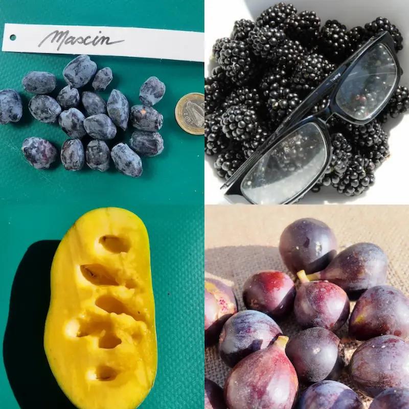 collection-jardin-foret-20-fruitiers