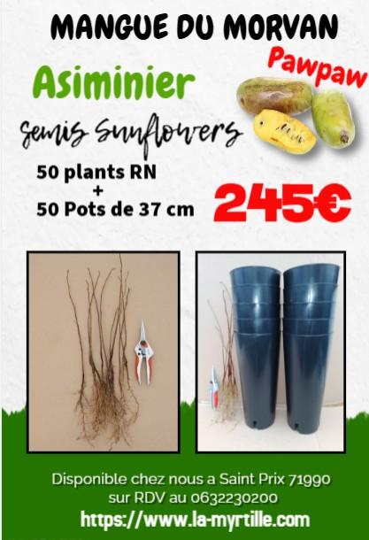 lot 50 Asiminier- triloba ' Origine du semis est Sunflower 'en racine nue