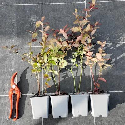 Lot Myrtilles precoces