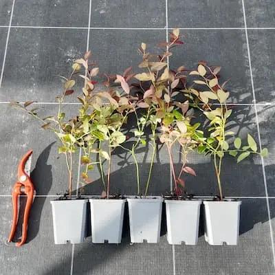 Lot de 5 plants de myrtilles variées en godets