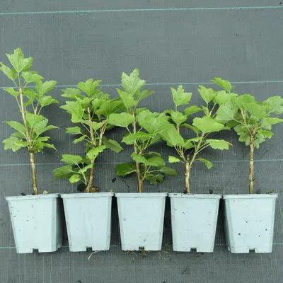 Lot de 10 Groseillier et Cassis