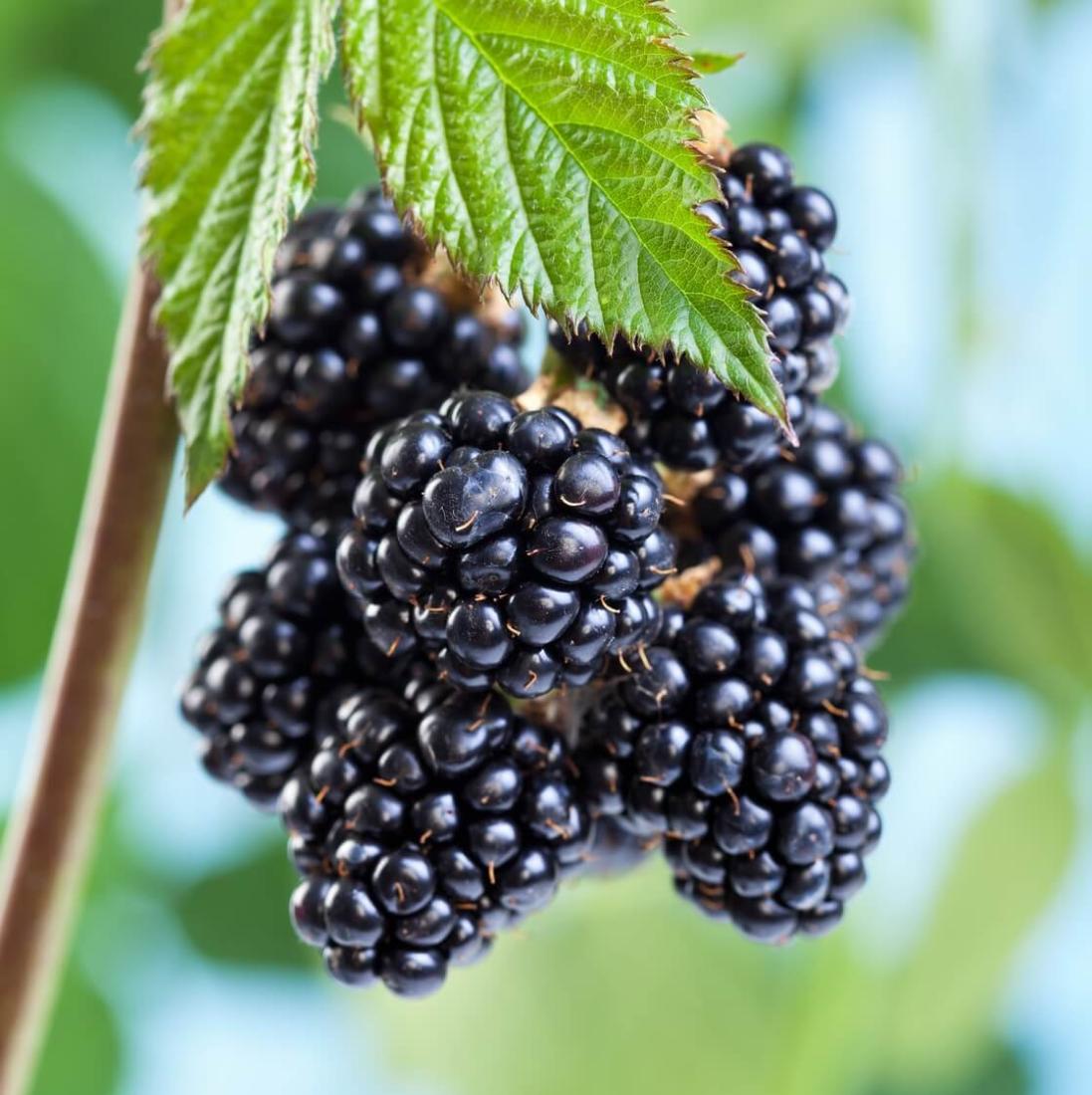 La collection de 3 Mûre hybride a gros fruit en Godet