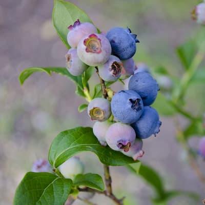 Myrtille ' AURORA® ' Godet