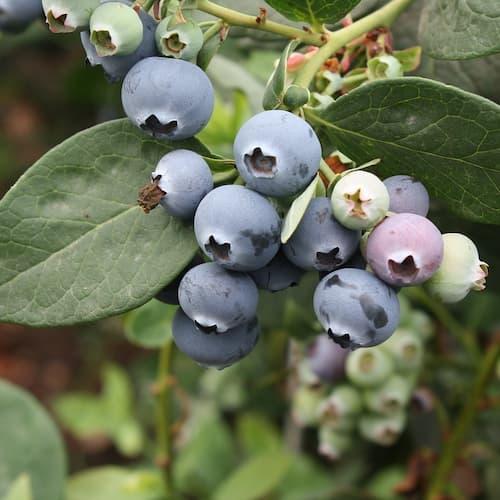 Myrtille ' MEGAS BLUE® ' en godet