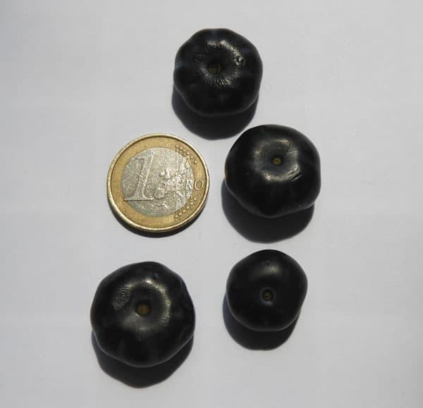 Myrtille ' BLUECROP ' pot de 1L2