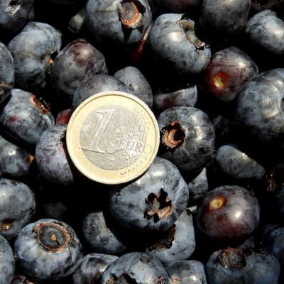 Myrtille " BLUECROP " en godet