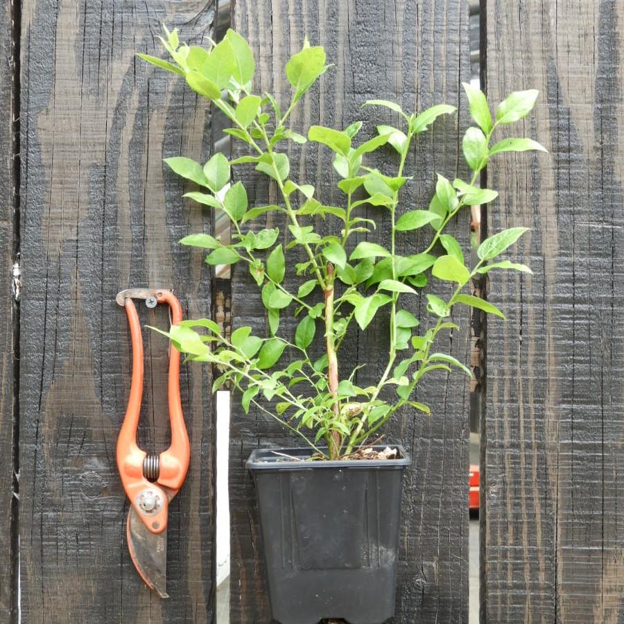 Myrtille ' BLUECROP ' pot de 1L2