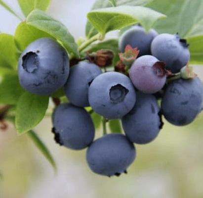 Myrtille ' DRAPER® ' en godet