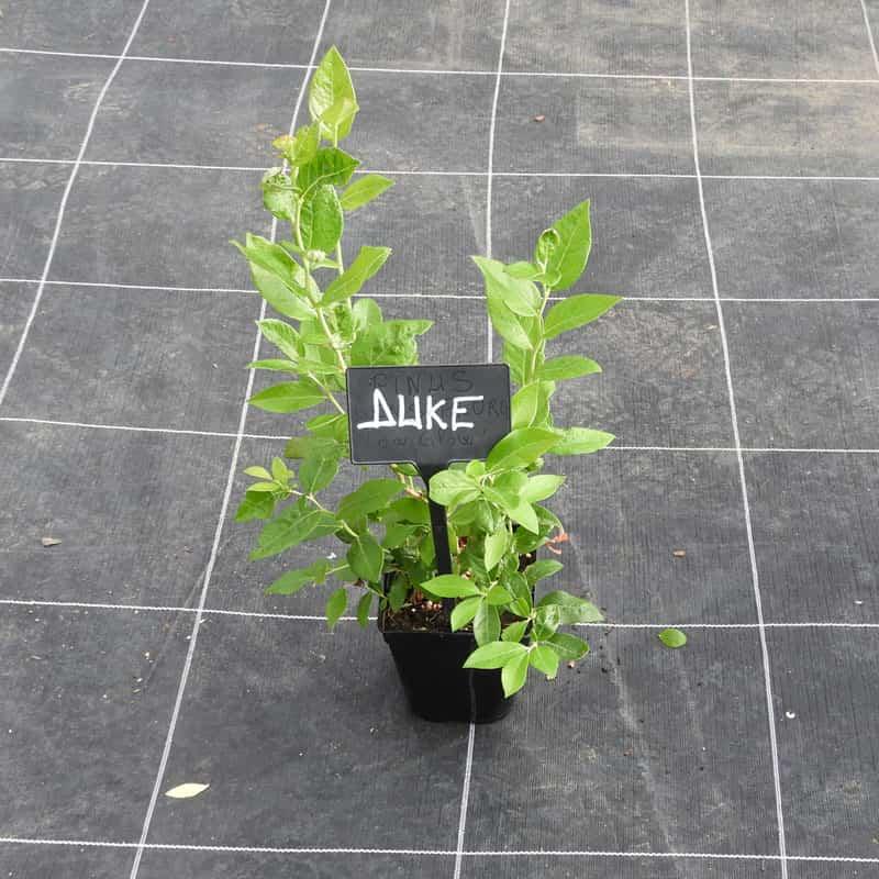 Myrtille " DUKE " en godet