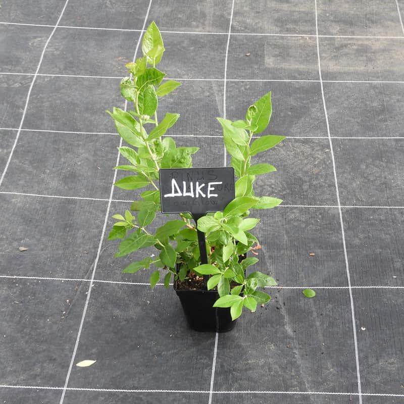 Myrtille ' DUKE ' pot de 1L2