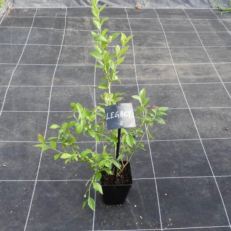 Myrtille ' LEGACY ' Godet