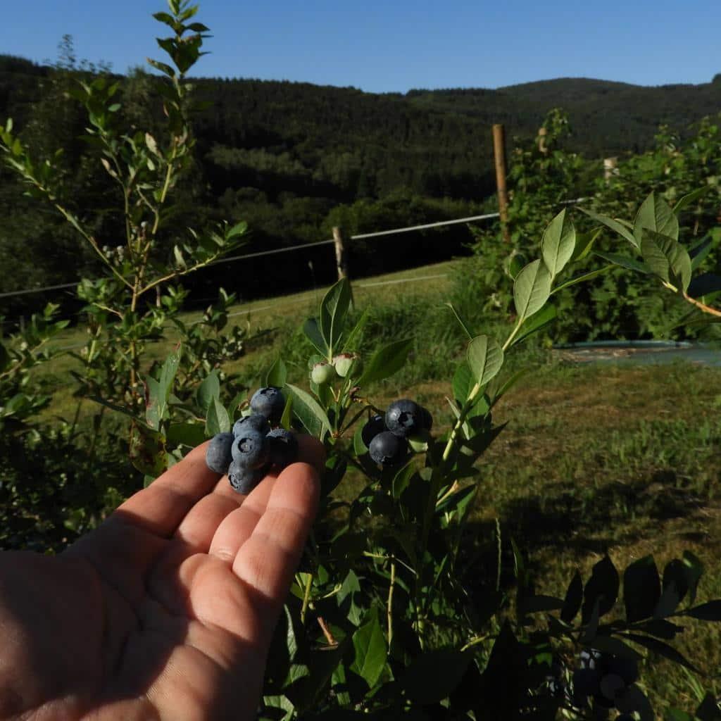 Myrtille ' LEGACY ' Godet