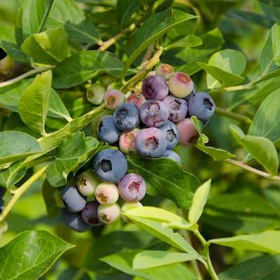 Myrtille " LIBERTY® " en godet