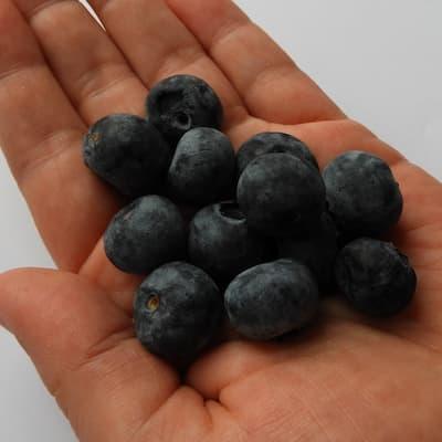 Myrtille ' LIBERTY® ' en godet