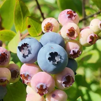 Myrtille " BLUEGOLD " en godet