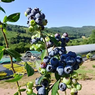 Myrtille 'BLUE ONE ' en Pot