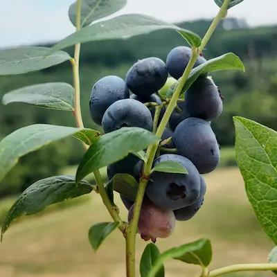 Lot de 5 plants de myrtilles variées en godets