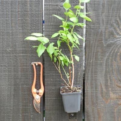La collection de 8 plants de Myrtilles variées