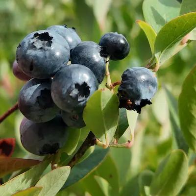 Myrtille ' DUKE ' pot de 1L2