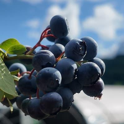 Myrtille ' CHANDLER ' en godet