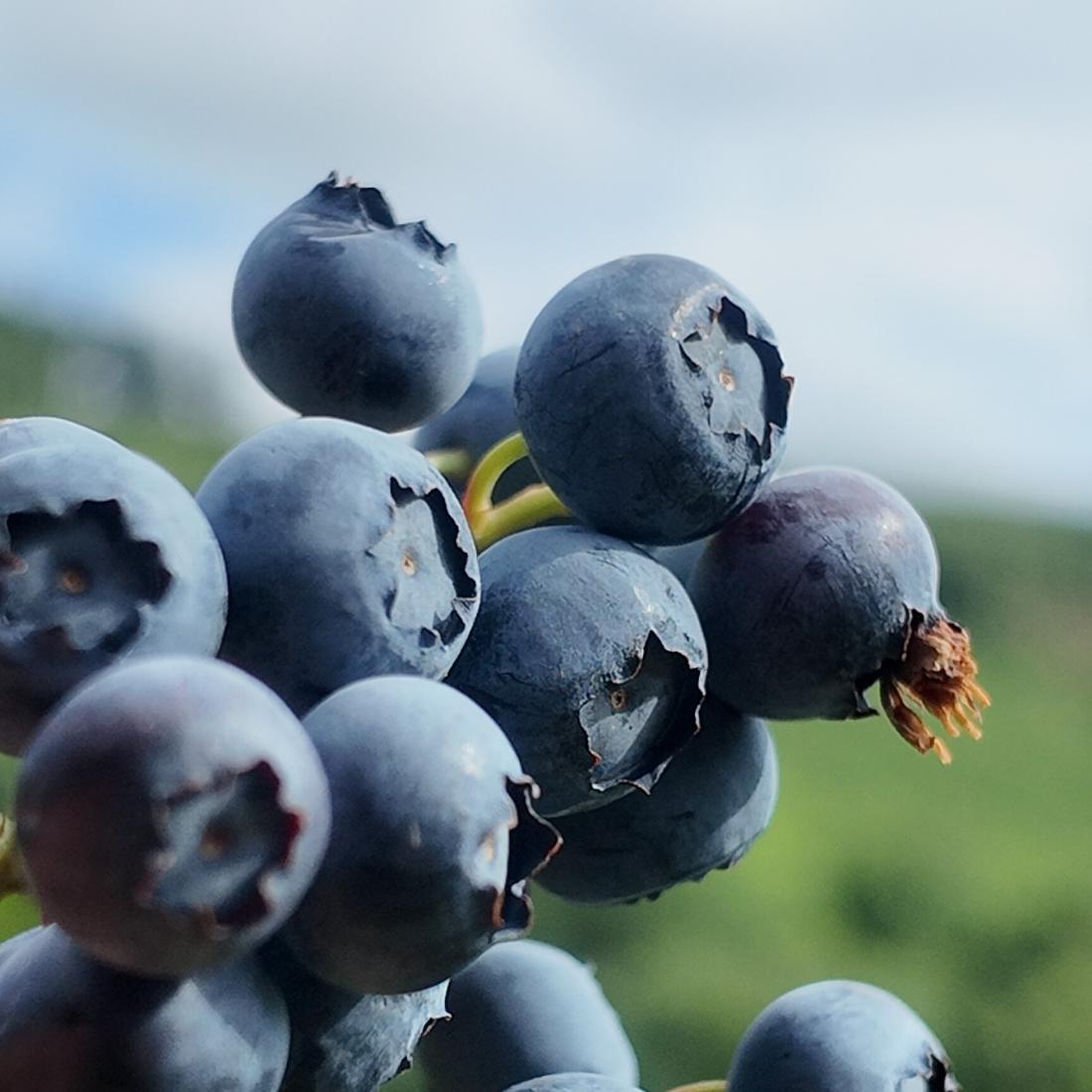 Myrtille “SPARTAN” en godet