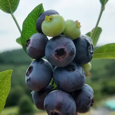 Myrtille ' DRAPER® ' en godet