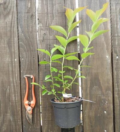 Kit de haie fruitière spéciale confitures pour 10 M et plus