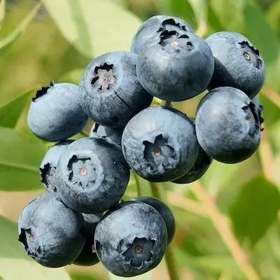 Myrtille "Huron® " en godet