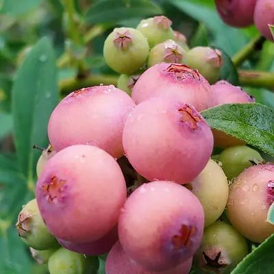 Myrtille ' 'PINK LEMONADE® ' en Godet