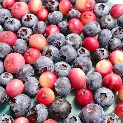 Myrtille ' 'PINK LEMONADE® ' en Godet