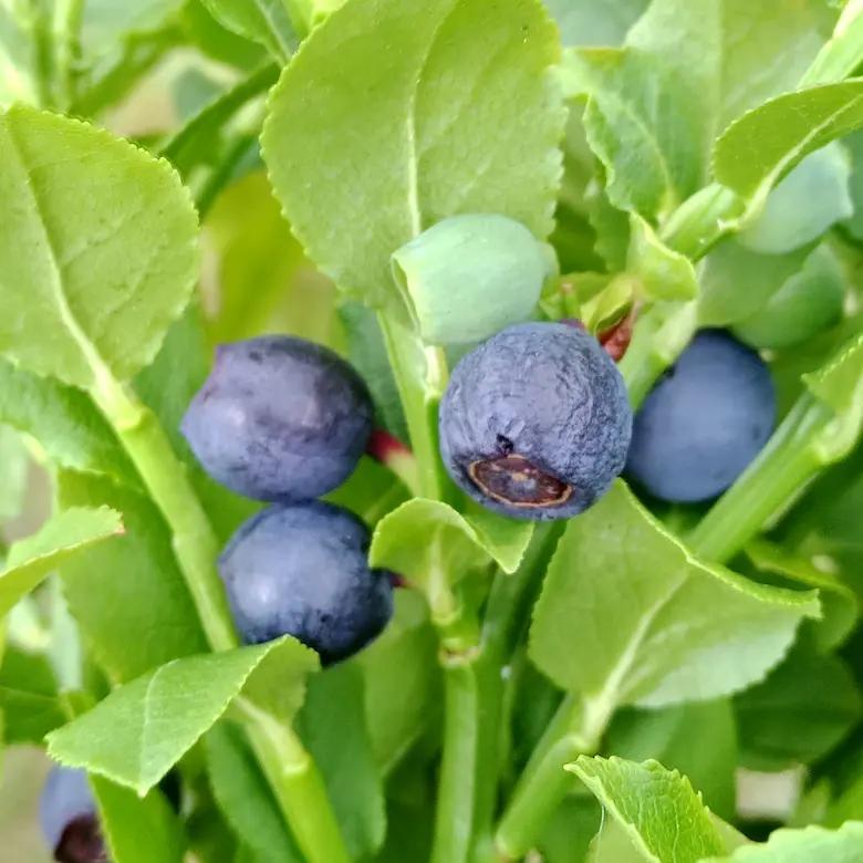 MYRTILLE SAUVAGE (VACCINIUM MYRTILLUS) en Godet