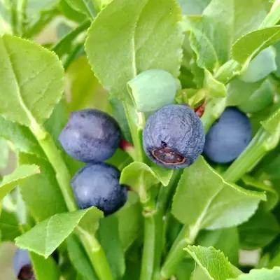 Lot de 5 MYRTILLES SAUVAGE (VACCINIUM MYRTILLUS)