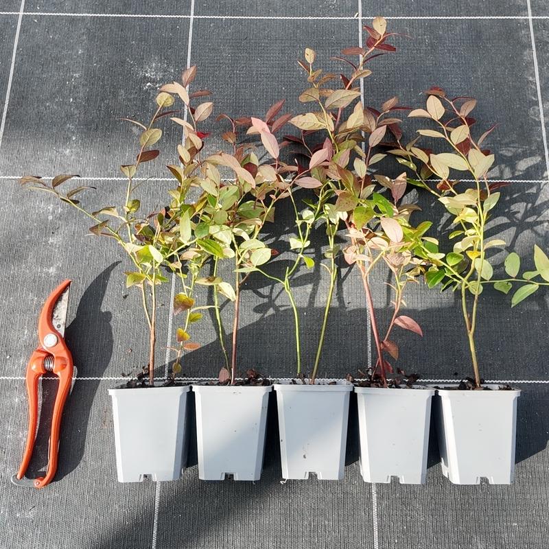 Myrtillier Star, jeune plant en godet P9 et myrtilles bleues de gros calibre, variété précoce