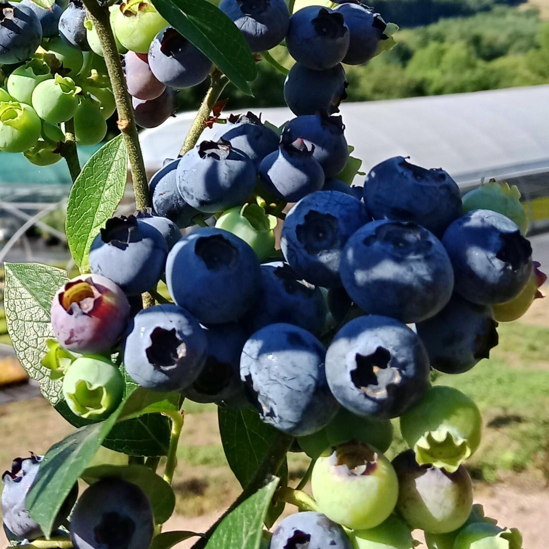 Myrtillier Star, jeune plant en godet P9 et myrtilles bleues de gros calibre, variété précoce