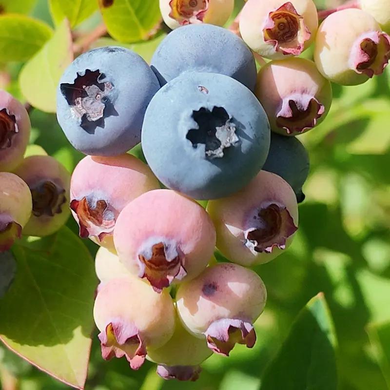 Myrtillier Talisman, jeune plant en godet P9 et fruits bleu clair, variété productive