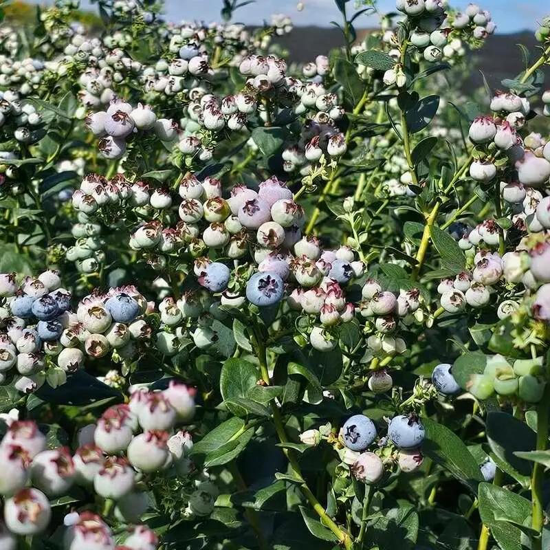 Myrtillier Talisman, jeune plant en godet P9 et fruits bleu clair, variété productive