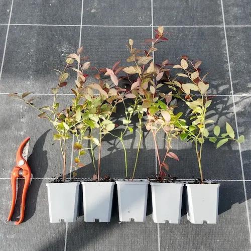 Myrtillier Titanium® – grosses myrtilles bleu clair croquantes et jeune plant en godet P9