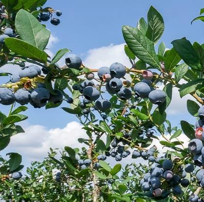 La collection de 10 plants de Myrtilles variées