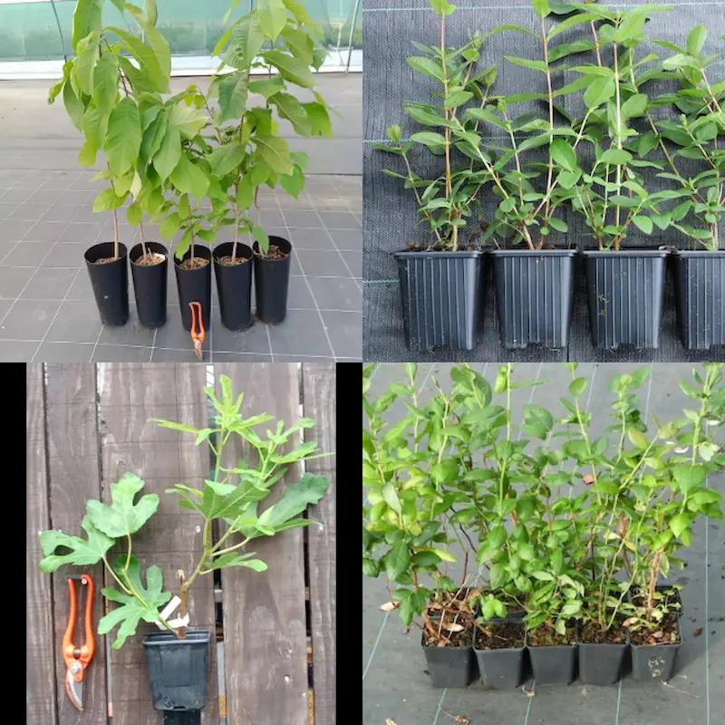 Collection-jardin-foret-facile-12-fruitiers