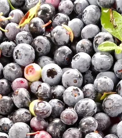 Myrtille ' AURORA® ' Pot de 1L2