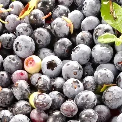 Myrtille ' BRIGITTA ' en godet