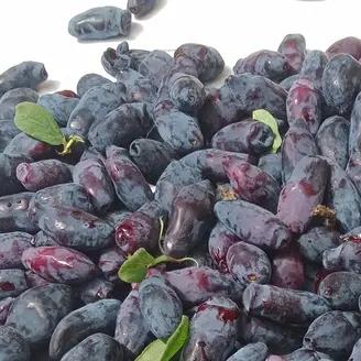 Camerisier ' BLUE TREASURE ' en Godet