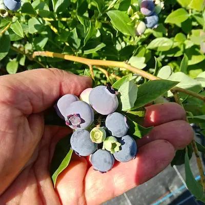 Myrtille ' AURORA® ' Pot de 1L2