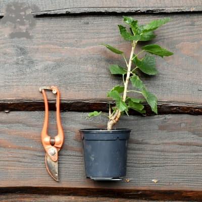 Cassissier ' NOIR DE BOURGOGNE ' pot de 1L3 Cassissier ' NOIR DE BOURGOGNE ' pot de 1L3