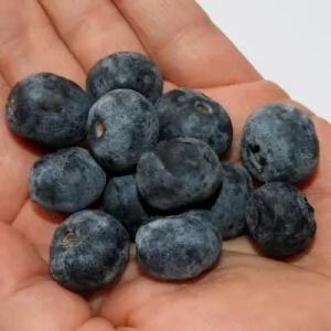 La taille des myrtilles varies selon la variété mais elles sont souvent proche