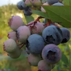MYRTILLE SAUVAGE (VACCINIUM MYRTILLUS) la myrtille sauvage de nos forets.