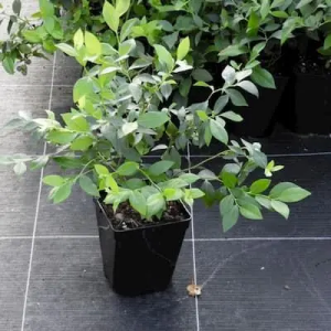 Myrtille bluecrop