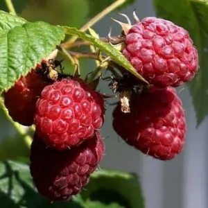 framboisier en plant