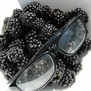 Fruit de Mure hybride sans epines